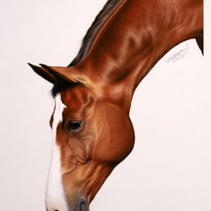 Bay Mare